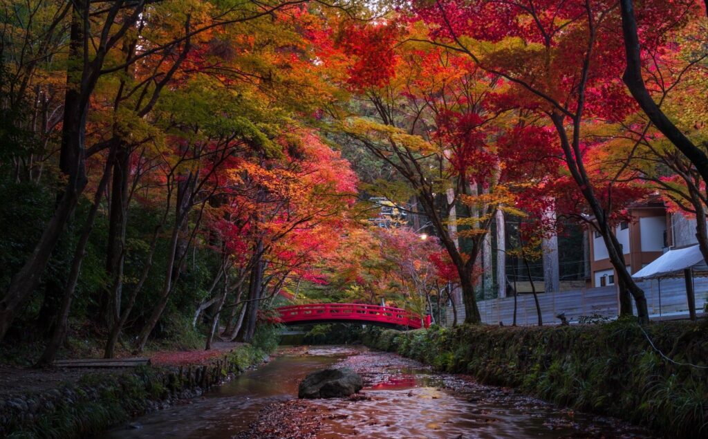 solo trip to Japan