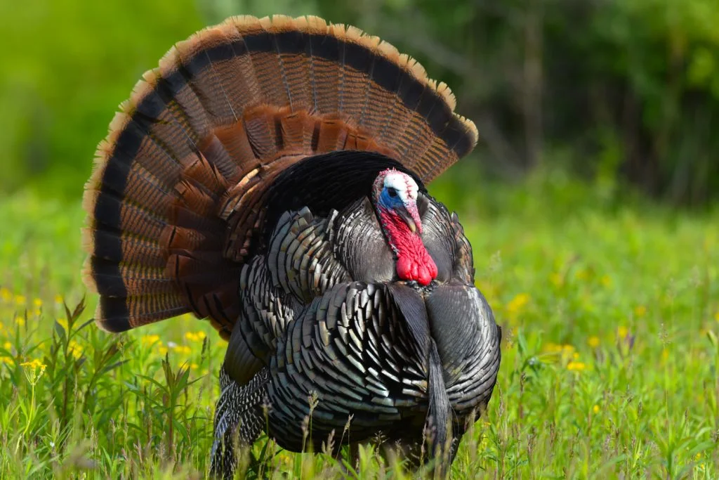 turkey hunting