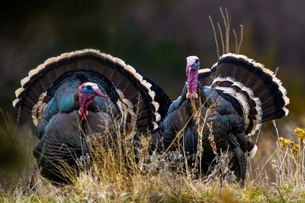 turkey hunting