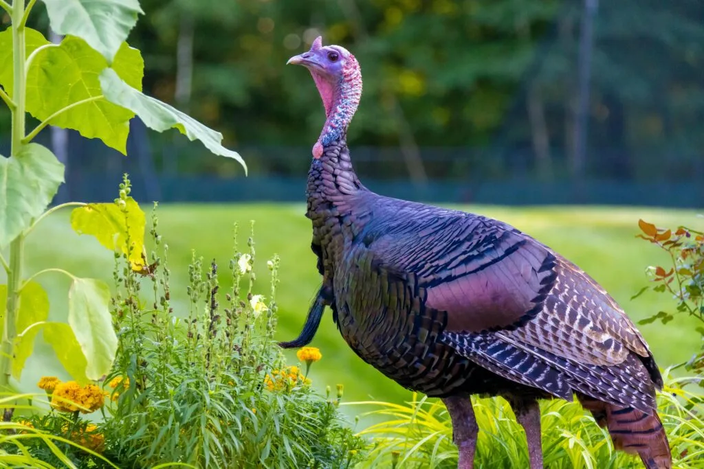 Wild turkey standing in a garden during daylight hours.