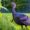 Wild turkey standing in a garden during daylight hours.