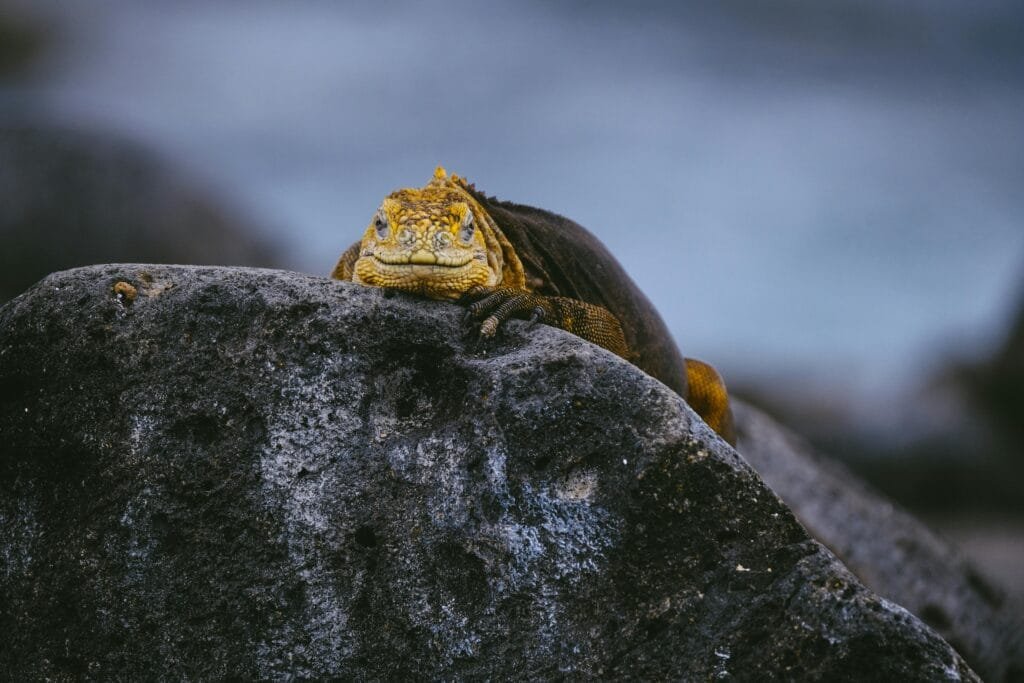 Galápagos land iguana resting on a volcanic rock, showcasing the island’s unique wildlife in its natural habitat.