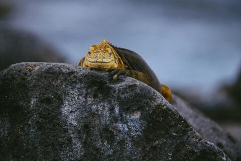 Galápagos land iguana resting on a volcanic rock, showcasing the island’s unique wildlife in its natural habitat.