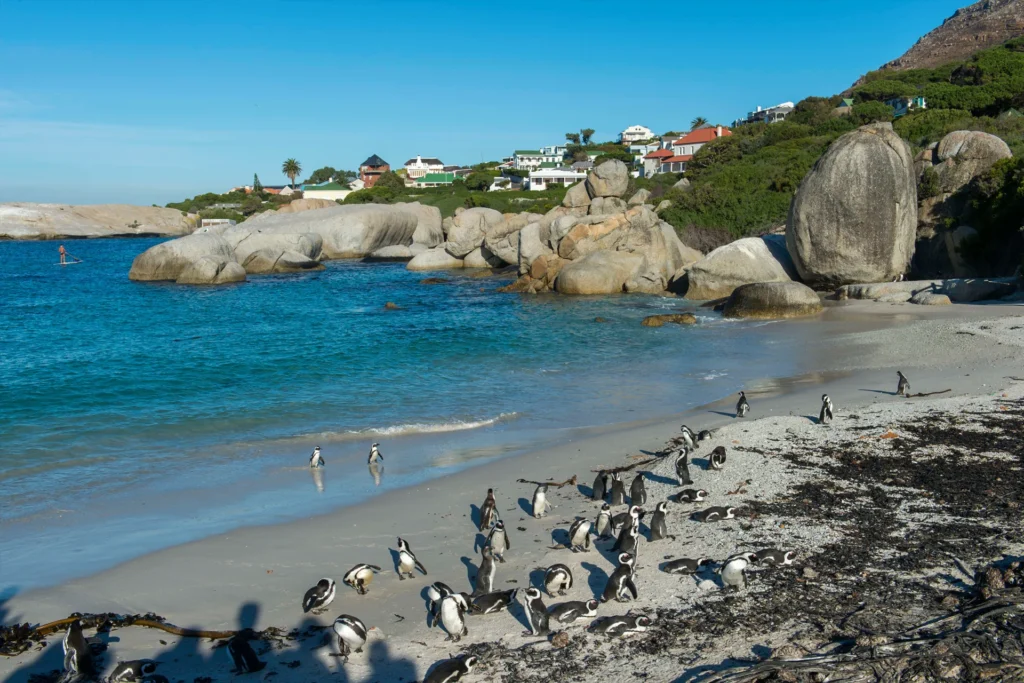Boulders Beach