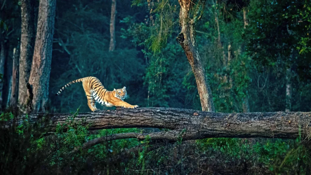 Wildlife Gateways