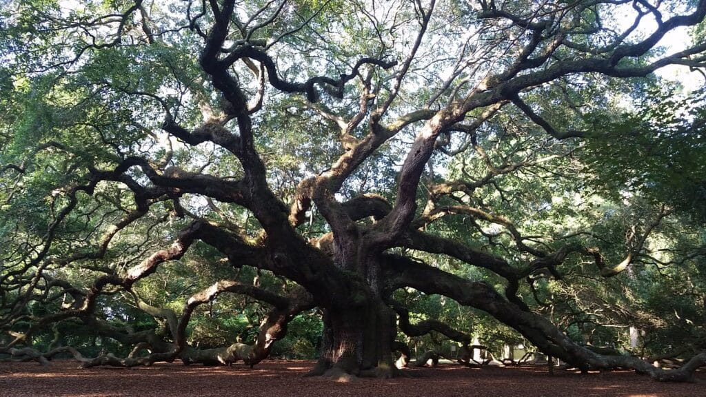 things to do in Charleston SC
