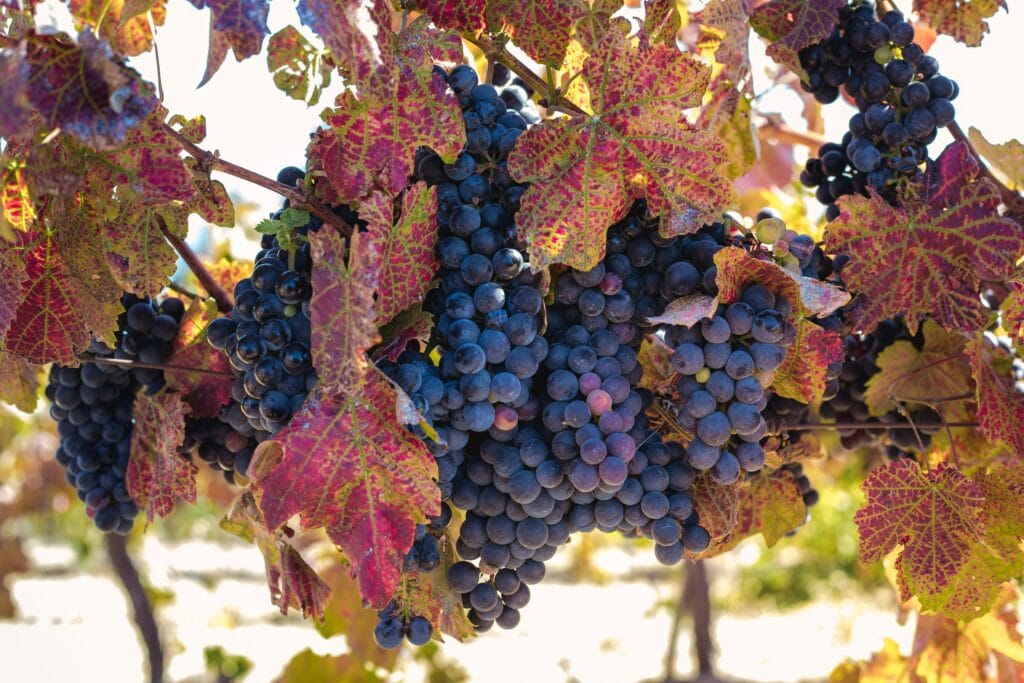 Napa Valley Winery Vineyard: A 2025 Journey Through California’s