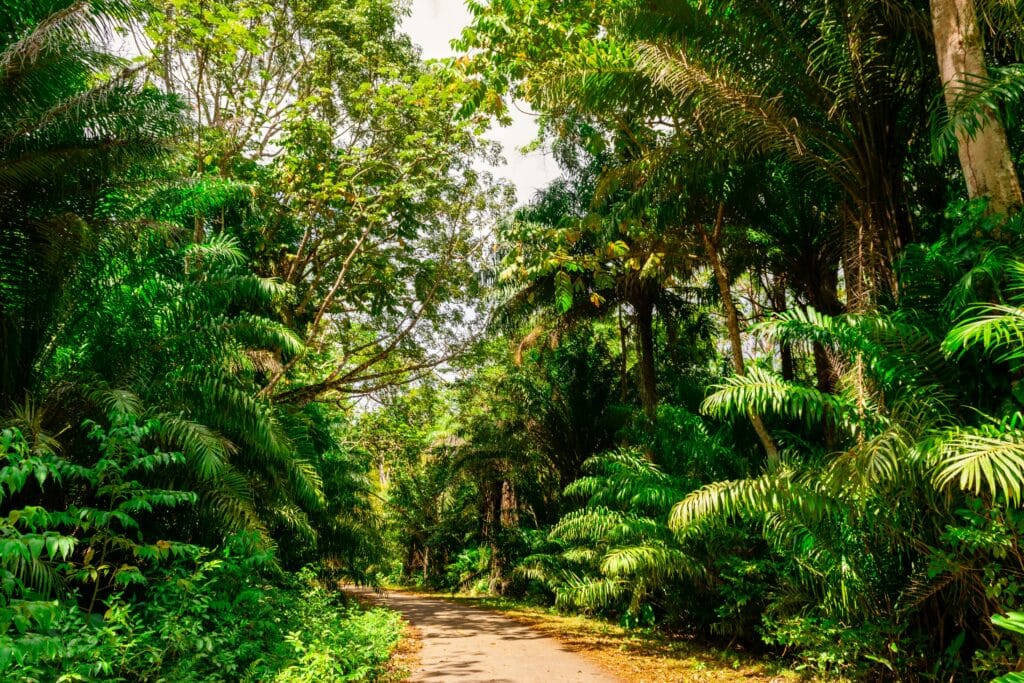 Why Trinidad and Tobago Visa on Arrival is a Traveler’s Gateway to the