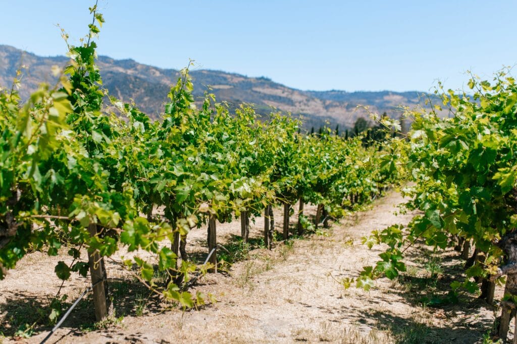 Napa Valley Winery Vineyard: A 2025 Journey