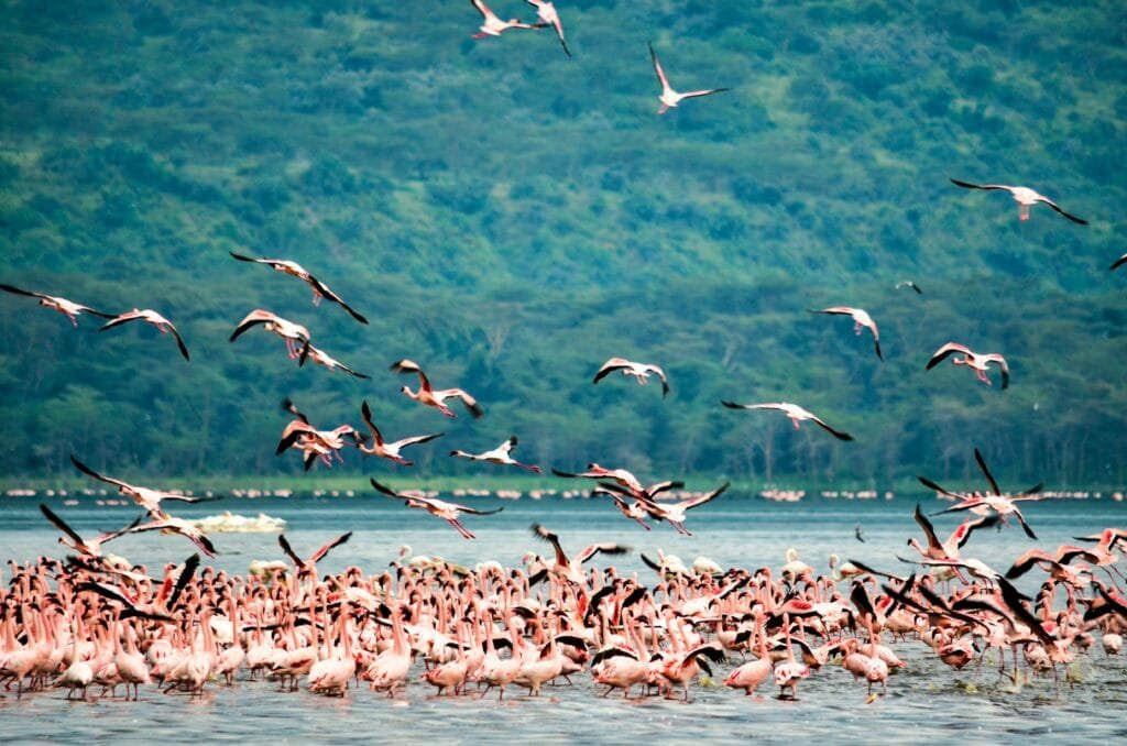 Kenya eVisa Your Most Up-To-Date Guide on Seamless En