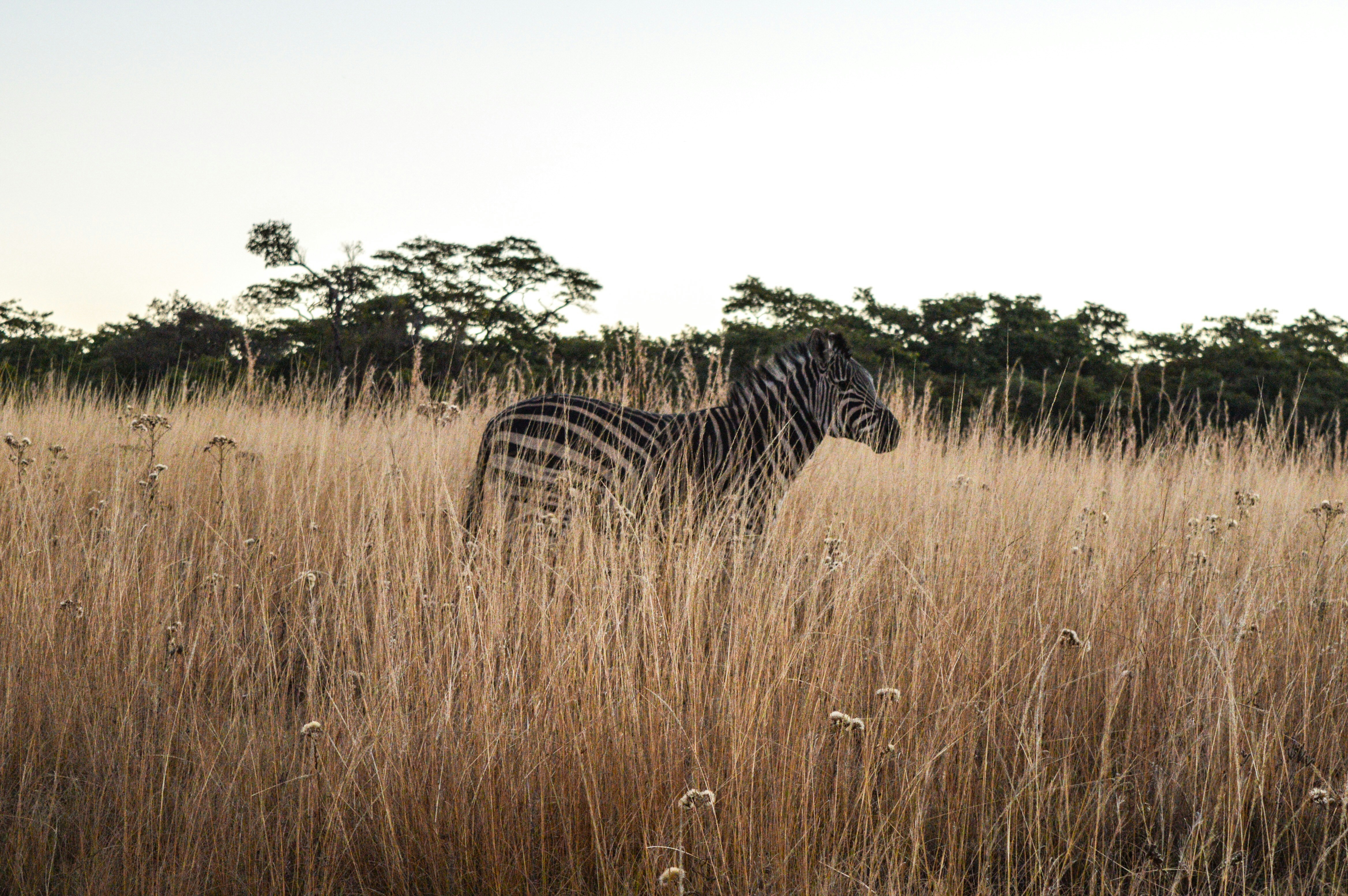 Zimbabwe eVisa: Your Complete 2025 Travel Guide