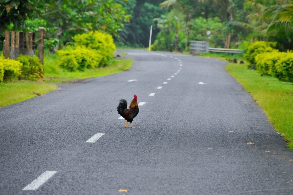 Samoa Visa on Arrival Everything You Need to Know Before You Travel 8 Samoa Visa on Arrival Everything You Need to Know Before