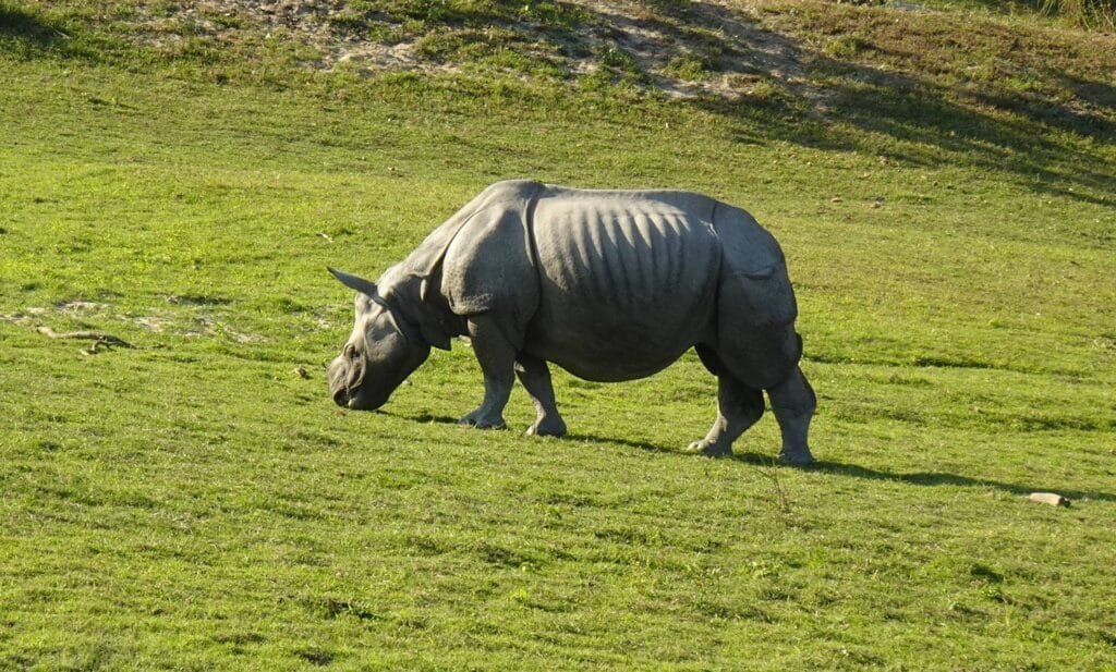 Bookmark These 11 Assam Hidden Gems – From Haflong Hills to Majuli Island 4 one-horned rhino in Kaziranga National Park