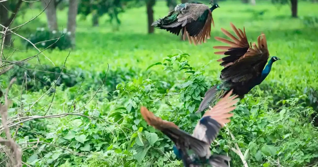 10 National Parks in Assam - A Journey Through the Wild 10 Bornadi Wildlife Sanctuary