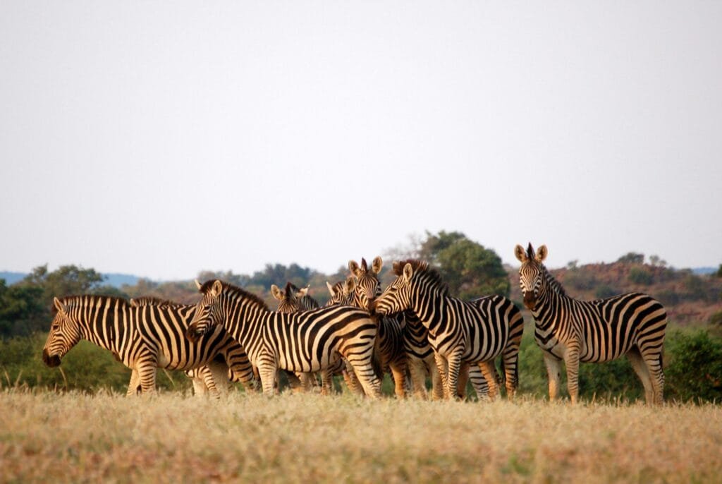 Botswana eVisa Everything You Need to Know by 2025 7 Botswana eVisa Everything You Need to Know by 20
