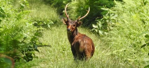 A swamp deer standing in tall green grass at Orang National Park, Assam