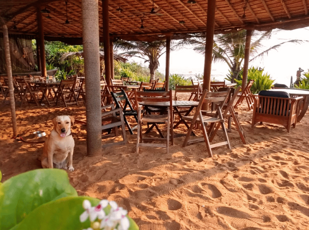 17 Best Restaurants in Goa You Must Try in 2026 9 beachfront restaurant