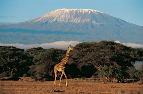 kilimanjaro in africa