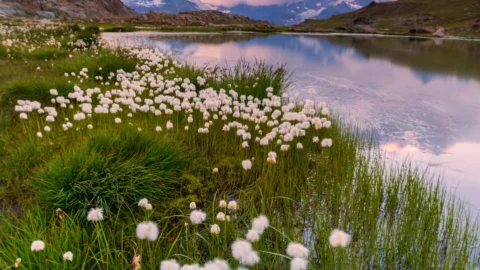 European Luxury Travel Collaboration