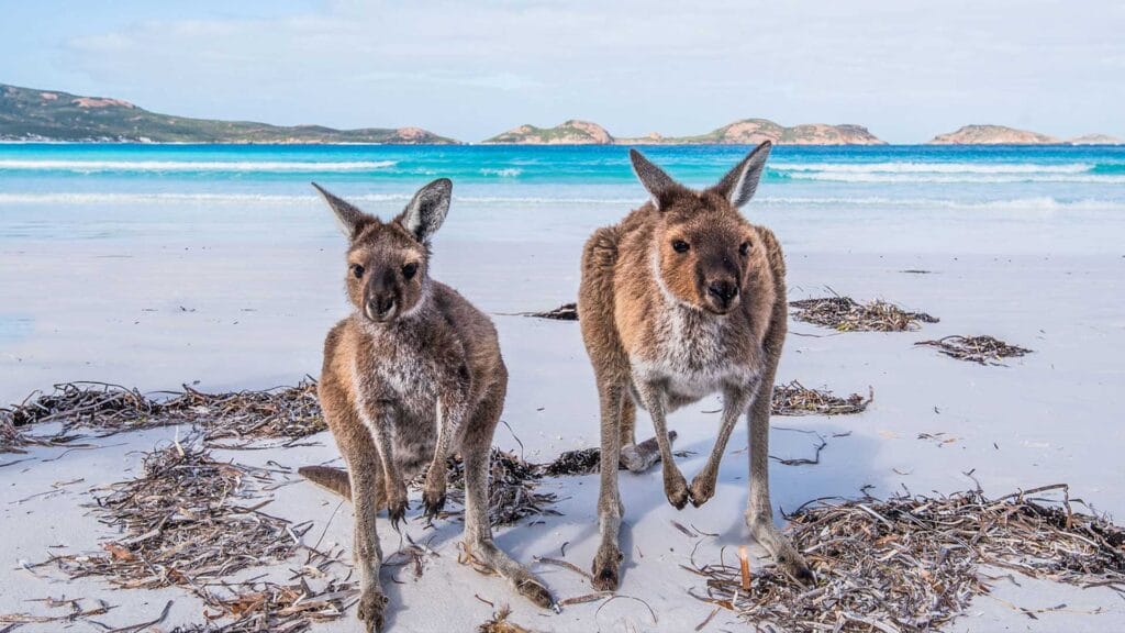 The Ultimate Guide: 12 Insights to Choose the Best Month to Visit Australia 4 Two kangaroos standing on a white sandy beach