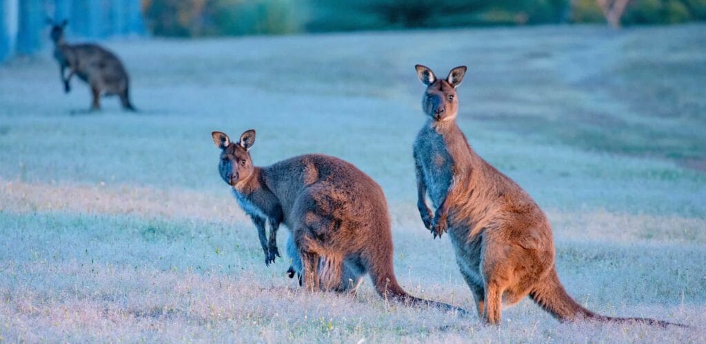 The Ultimate Guide: 12 Insights to Choose the Best Month to Visit Australia 9 Kangaroo sightings