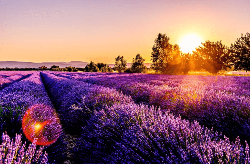 10 Dreamy Europe Romantic Vacation Ideas Every Couple Will Love 11 Lavender Dreams in Provence