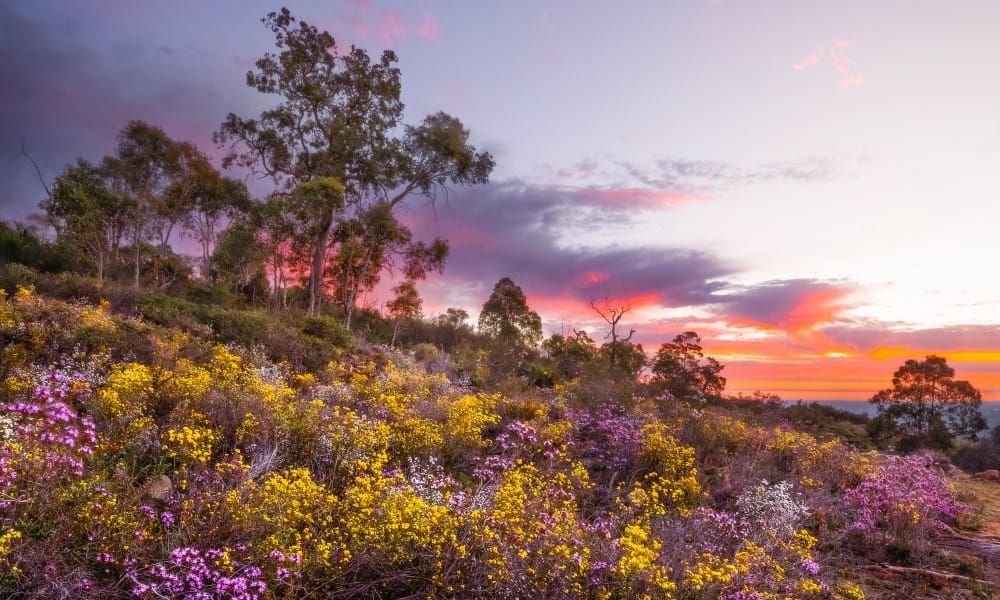 When to Visit Australia: The Ultimate Seasonal Travel Guide 9 Wildflower tours