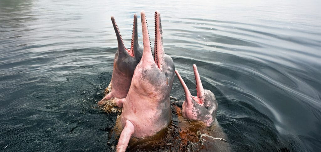 Amazon river dolphin