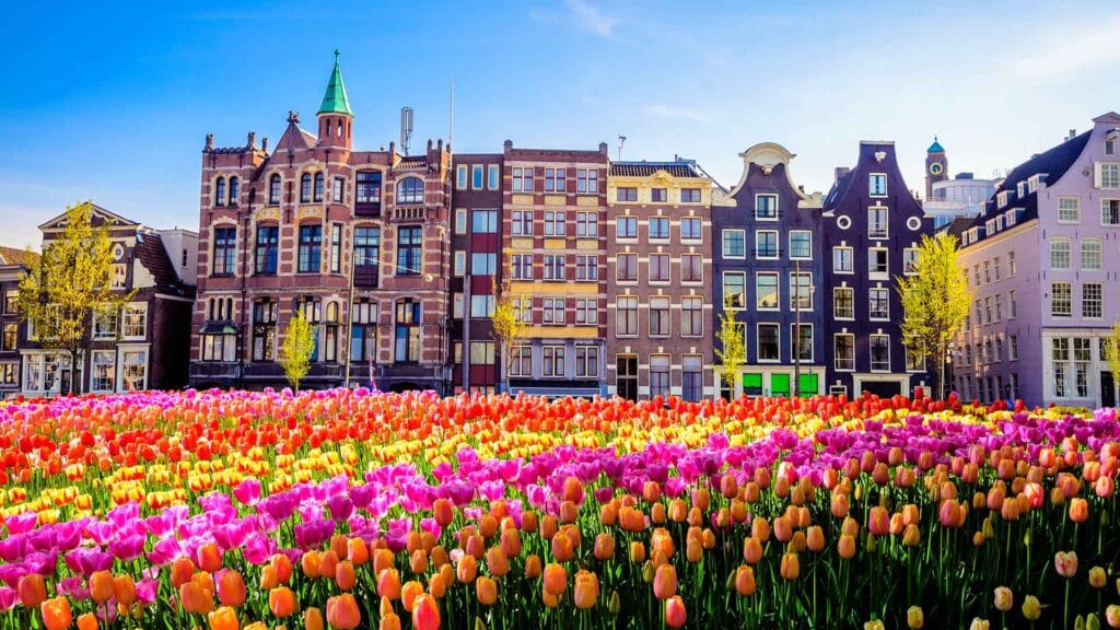 How Many Days in Amsterdam: The Ideal Travel Duration Guide 4 Amsterdam tulip field