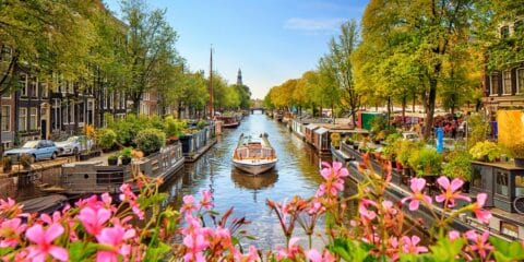 tulips and Amsterdam canals