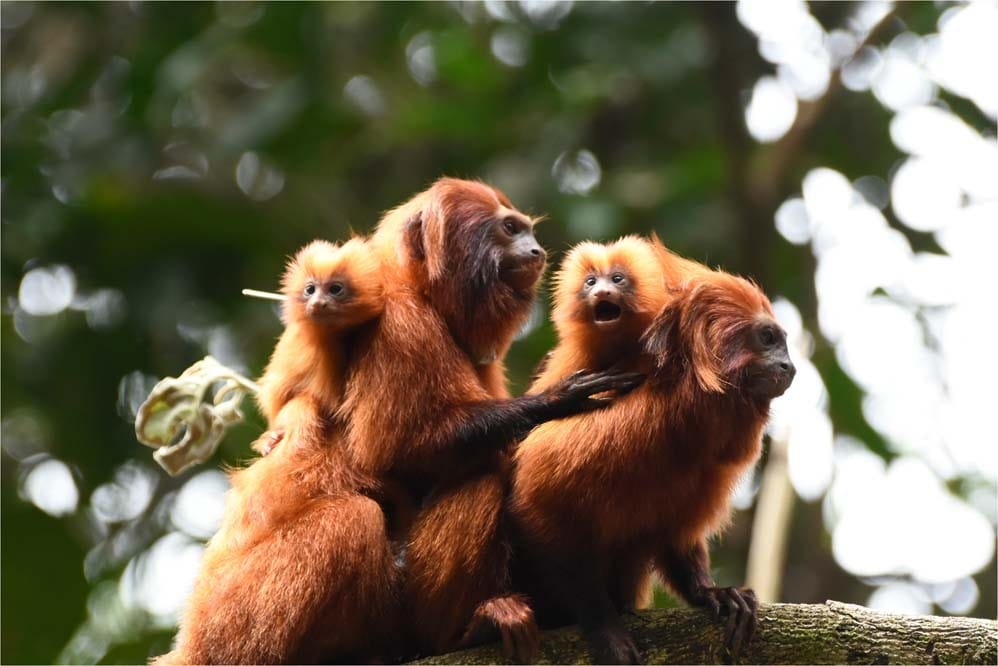 golden lion tamarin