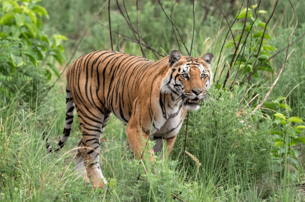 Jim Corbett National Park
