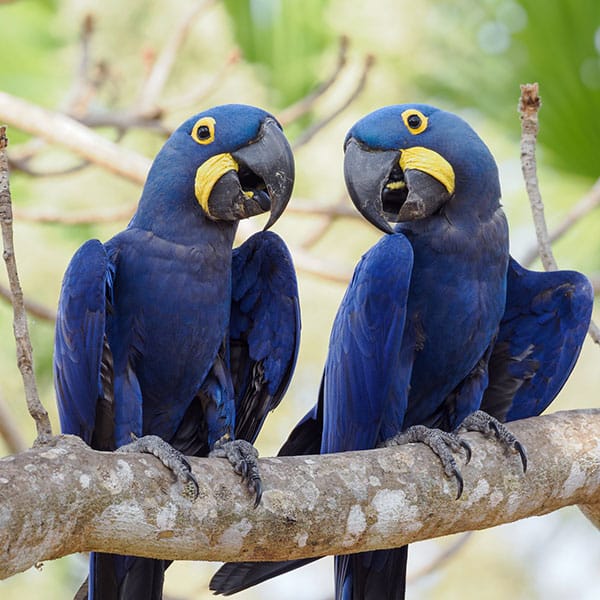 hyacinth macaw