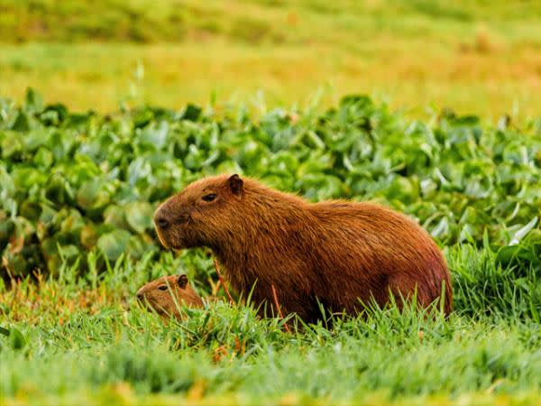 Brazil Travel Destinations: 9 Incredible Places & Essential Brazil Facts 11 The Pantanal