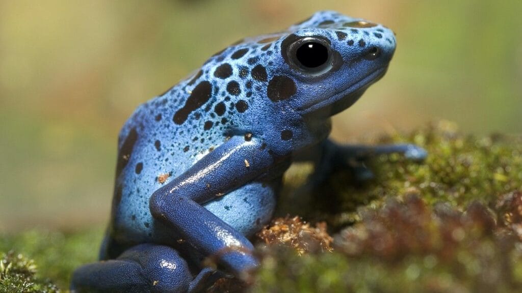 Poison dart frog