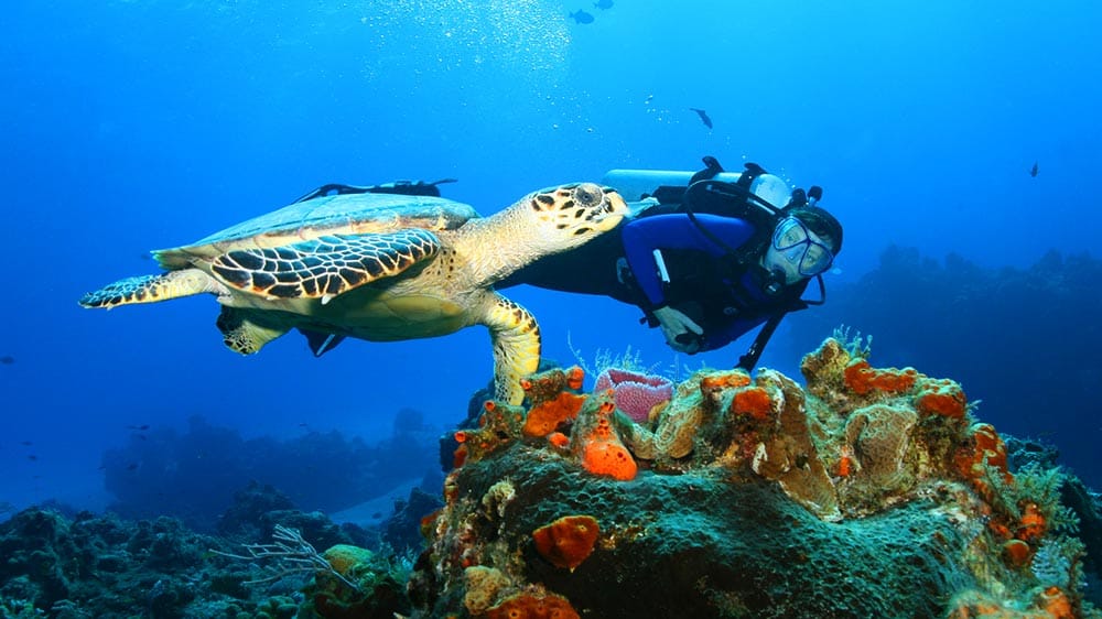 Tobago Cays Marine Park