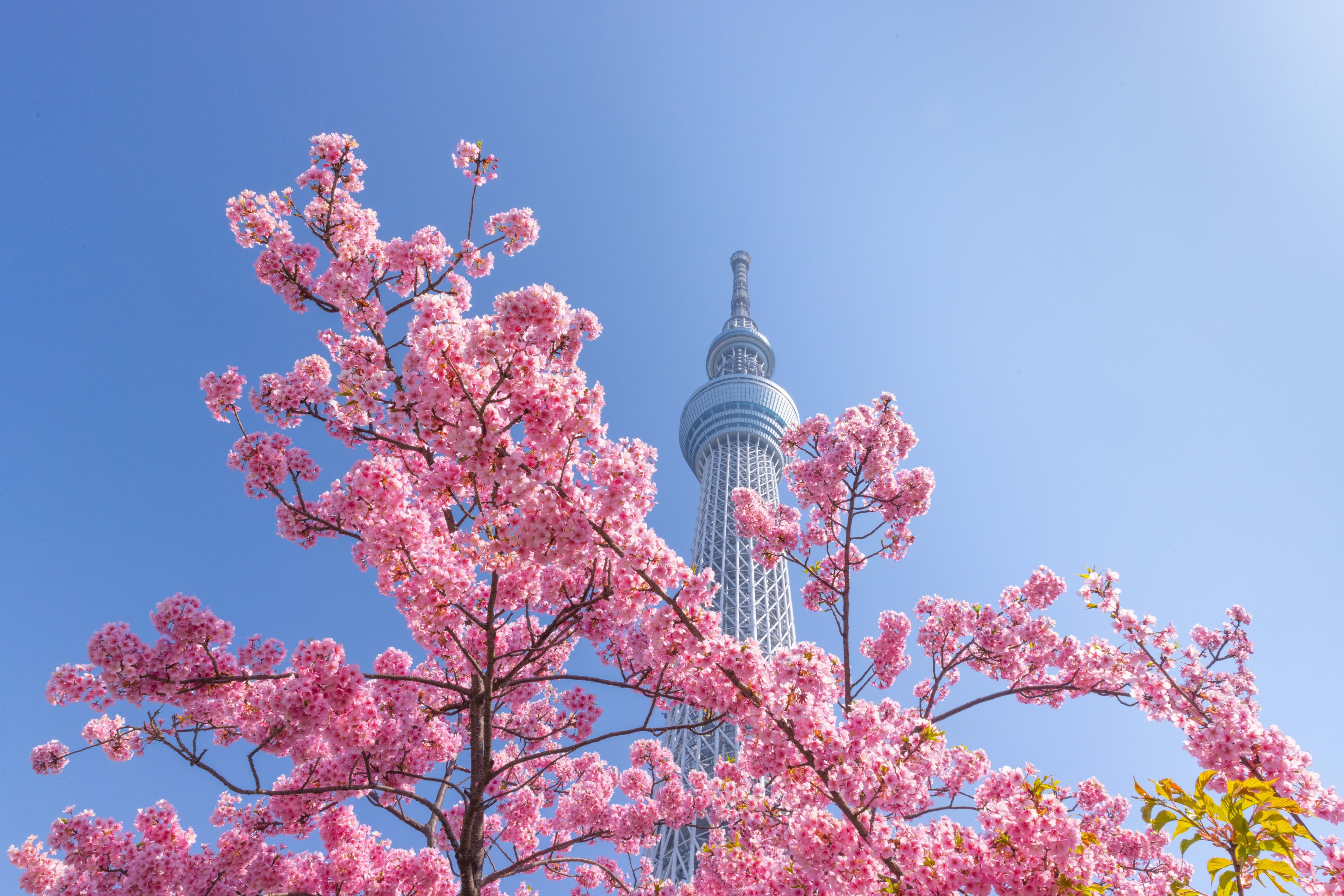Japan — travel guide cover