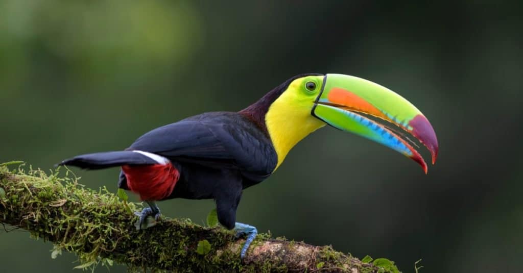 Toucan