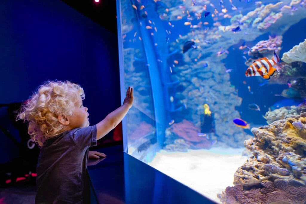 Biggest Aquarium in California and Top Public Aquariums in California to Visit 10 Birch Aquarium at Scripps