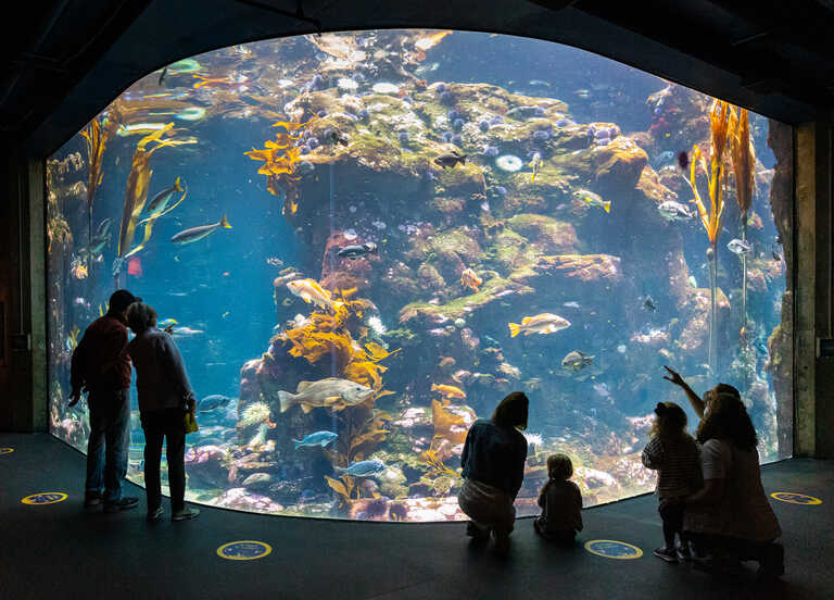 Biggest Aquarium in California and Top Public Aquariums in California to Visit 9 Steinhart Aquarium