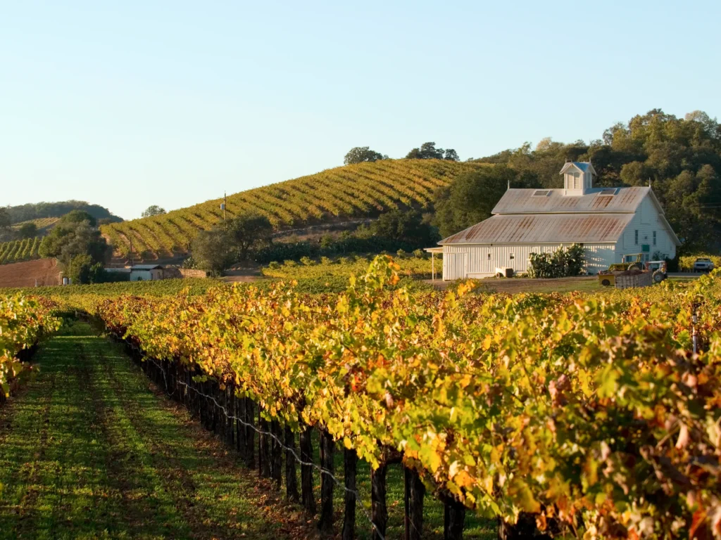 Golden Napa Valley vineyard