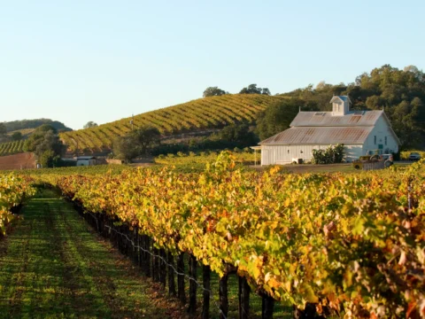 Golden Napa Valley vineyard