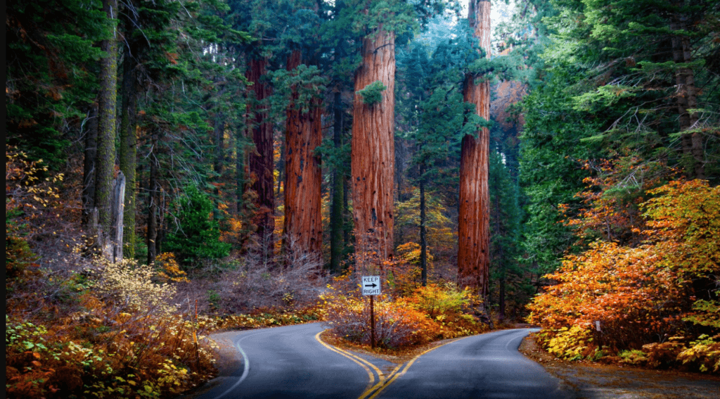 Redwood National Park