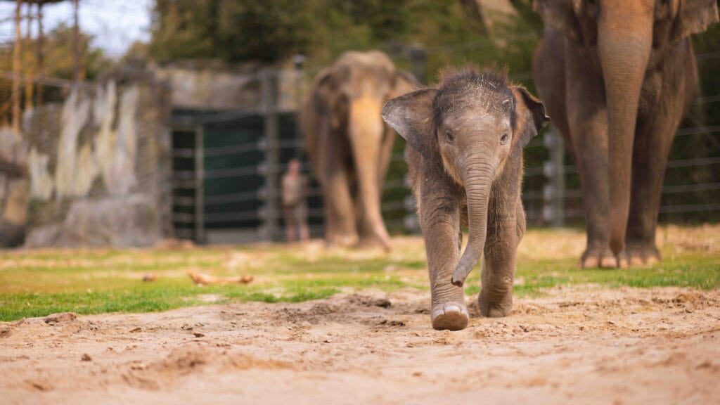Fort Worth Zoo Dallas