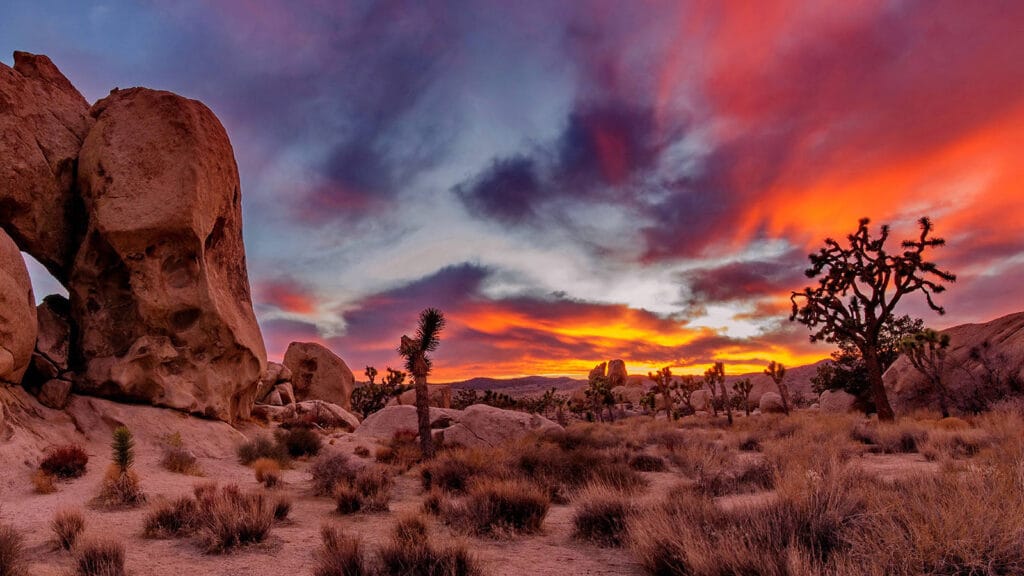 10 Best Nature Places to Visit in California (Scenic Travel Guide 2026) 4 Joshua Tree National Park