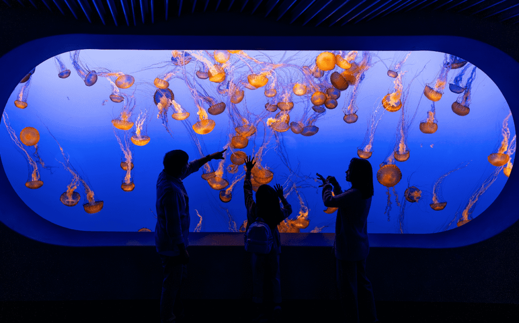 Biggest Aquarium in California and Top Public Aquariums in California to Visit 7 Monterey Bay Aquarium