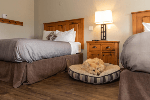 dog friendly hotels Jersey