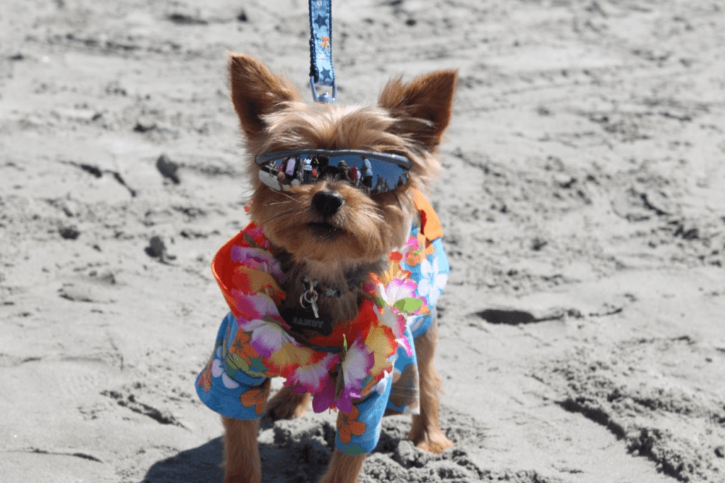 nj hotels that allow pets