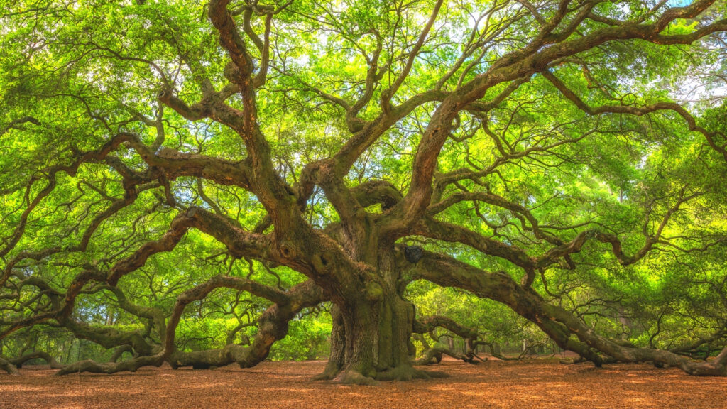The Angel Oak Tree