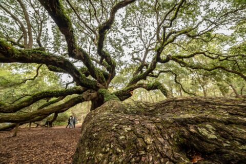 Amazing Facts About South Carolina: History, Culture, and Hidden Secrets